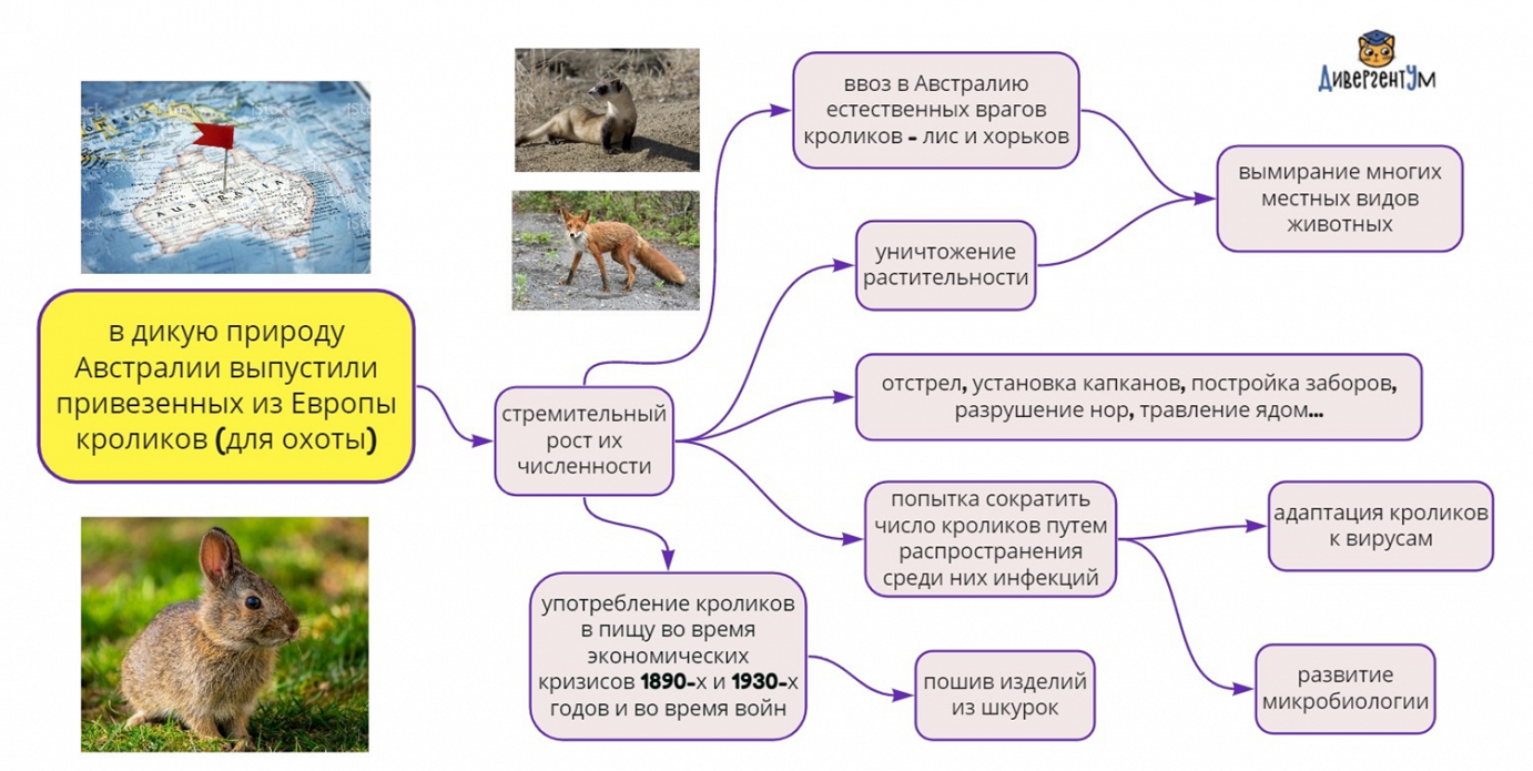 Заселение Австралии кроликами